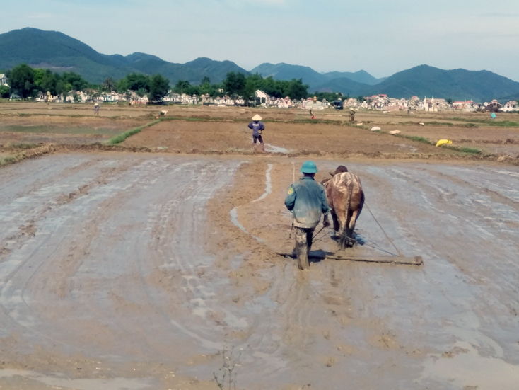 Các địa phương trên địa bàn TX. Ba Đồn khẩn trương ra đồng làm đất gieo trồng lúa Hè-Thu.
