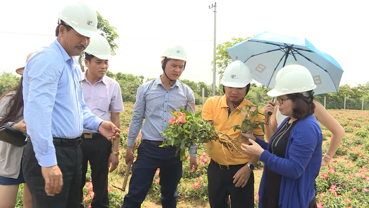  Sâm Bố Chính với giá trị bổ dưỡng cao.