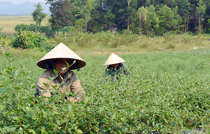 Cây dược liệu là một trong những nông sản tiềm năng, hướng tới đối tượng khách du lịch ở xã Cự Nẫm. 