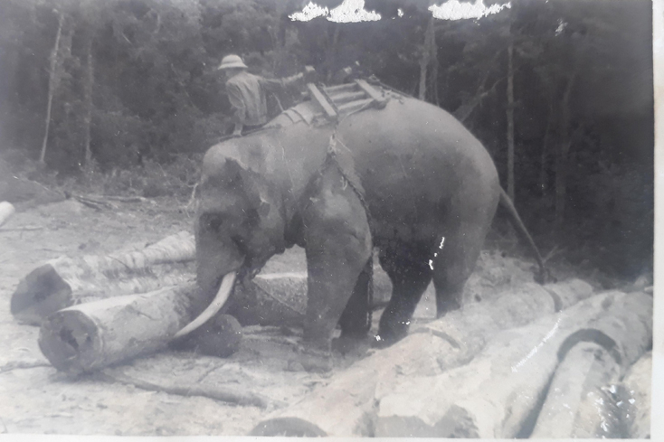  Bức ảnh voi  
