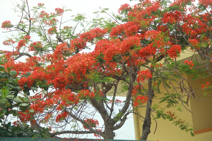 Tháng 5, hoa phượng nở rộ. (Ảnh: Đ.V)