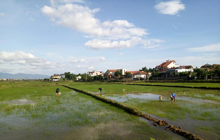 Nông dân cần thường xuyên thăm đồng, phát hiện sớm các đối tượng sâu bệnh hại lúa để có biện pháp phòng trừ kịp thời.