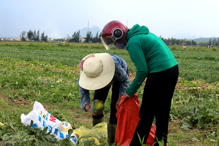 Dưa hấu Hàm Ninh là một trong những sản phẩm nông nghiệp tiêu biểu của Quảng Ninh trong chương trình OCOP.  