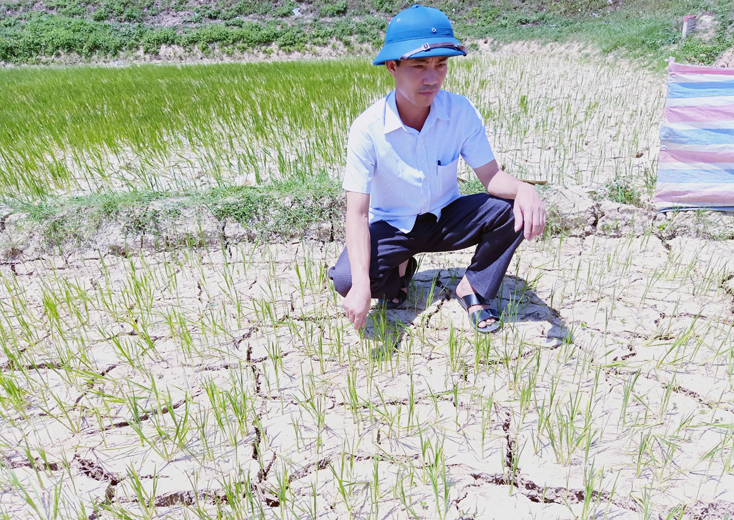 Ruộng lúa ở phường Quảng Phong (TX. Ba Đồn) bị hạn nặng.
