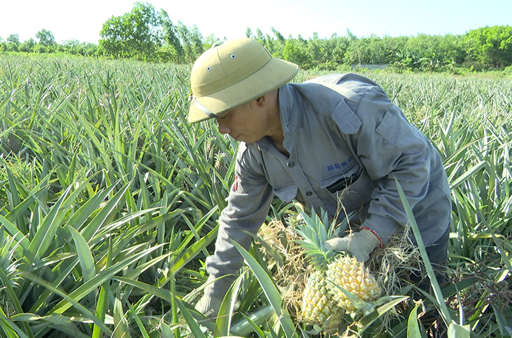 Thời gian thu hoạch dứa nguyên liệu kéo dài từ 2-3 tháng, nên người dân có thể chủ động đầu ra cho sản phẩm.