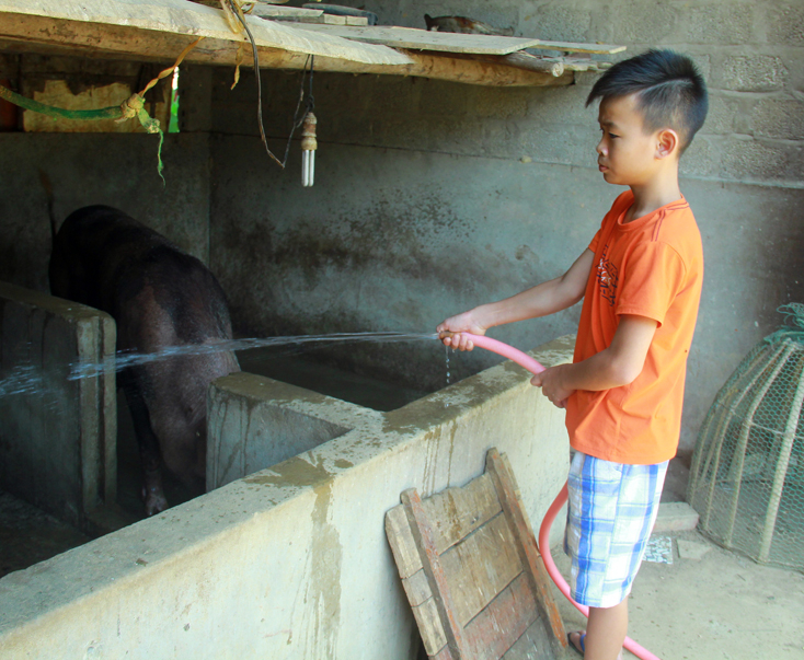 Ngoài giờ lên lớp, Quốc Linh tranh thủ thời gian rảnh rỗi giúp mẹ chăm đàn lợn.