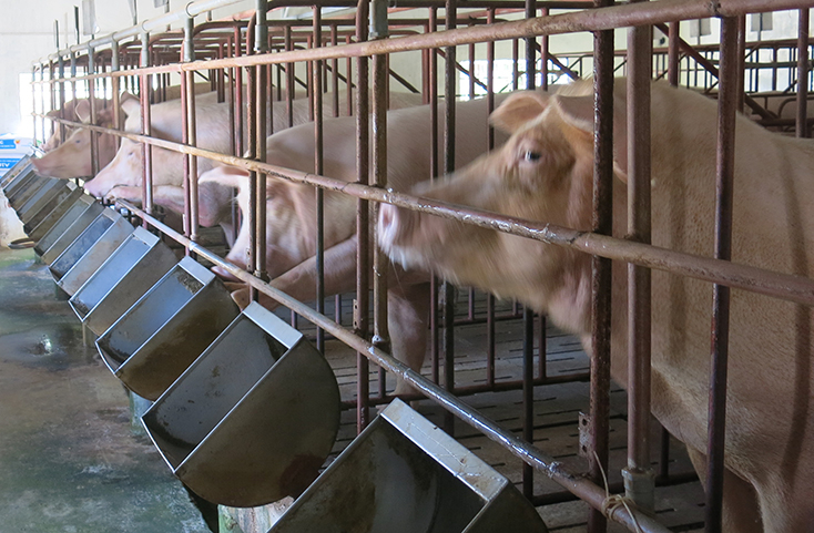 Huyện Lệ Thủy đang tăng cường công tác phòng chống dịch tả lợn châu Phi cho đàn đàn lợn