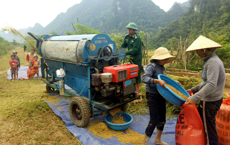 Cán bộ, chiến sỹ Đồn BP Cà Xèng thu hoạch lúa cùng bà con.