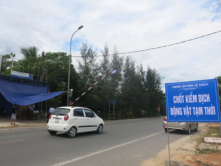 Hàng chục chốt kiểm dịch động vật tạm thời được đặt tại các tuyến đường ở huyện Lệ Thủy