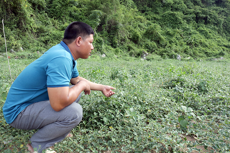 Trồng cây dược liệu là hướng phát triển mới cho trang trại của Hà trong tương lai.    