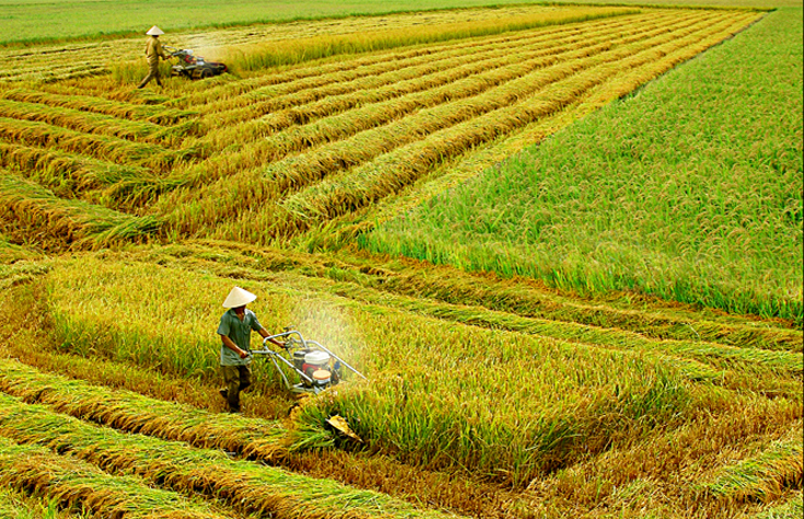 Lệ Thủy và Quảng Ninh luôn đẩy mạnh cơ giới hóa trong sản xuất nông nghiệp. Ảnh: Hoàng An