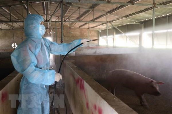 Phun thuốc khử trùng, tiêu độc chuồng lợn. (Ảnh: Diệp Trương/TTXVN)