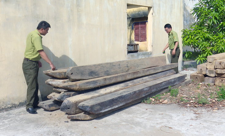 Số gỗ đối tượng bỏ lại được các lực lượng chức năng kiểm tra, xử lý.