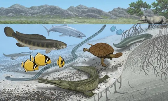 Những sinh vật biển từng sinh sống tại khu vực sa mạc Sahara trước kia - Ảnh: The Guardian
