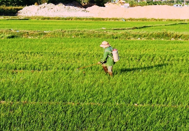 Nông dân xã Đức Ninh (TP. Đồng Hới) phòng trừ sâu bệnh hại lúa hè-thu.