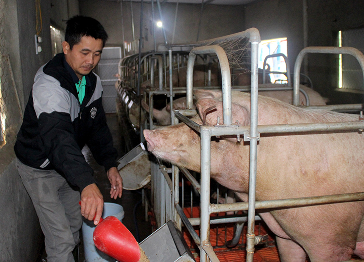 Các hộ chăn nuôi thực hiện nghiêm túc “5 không” để phòng, chống dịch bệnh.  