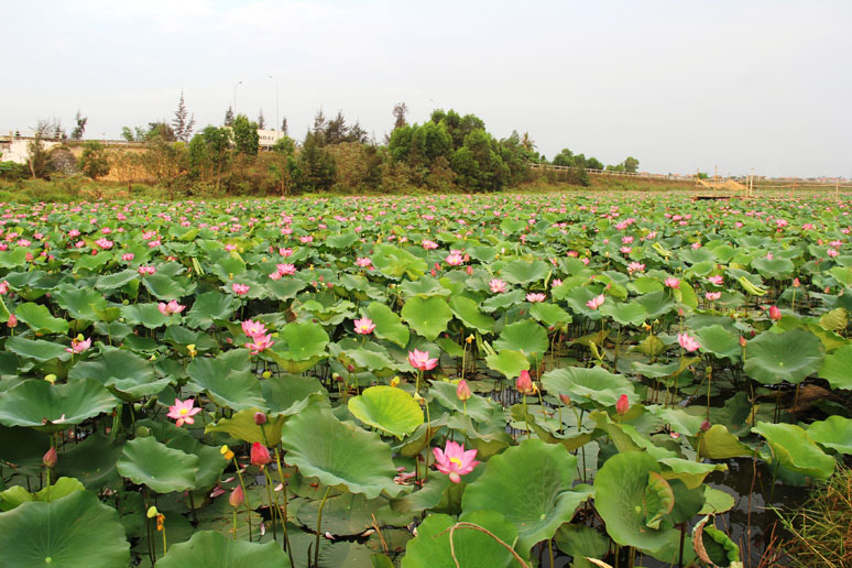 Trồng sen trên vùng đất chuyển đổi, đất vùng trũng nhằm không chỉ nâng cao sinh kế cho người dân mà còn hạn chế được việc bỏ hoang ruộng đất, bảo vệ môi trường sinh thái.