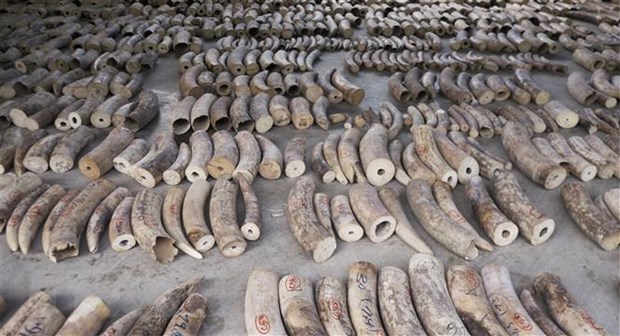 Số ngà voi bị Singapore thu giữ ngày 22-7-2019. (Ảnh: AFP/TTXVN)