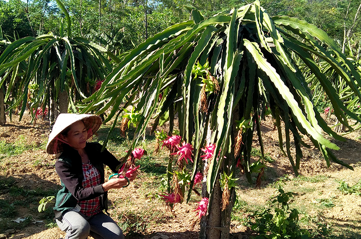 Nhiều chị em phụ nữ Minh Hóa mạnh dạn chuyển đổi cơ cấu cây trồng vật nuôi, đầu tư mô hình kinh tế trang trại, gia trại.