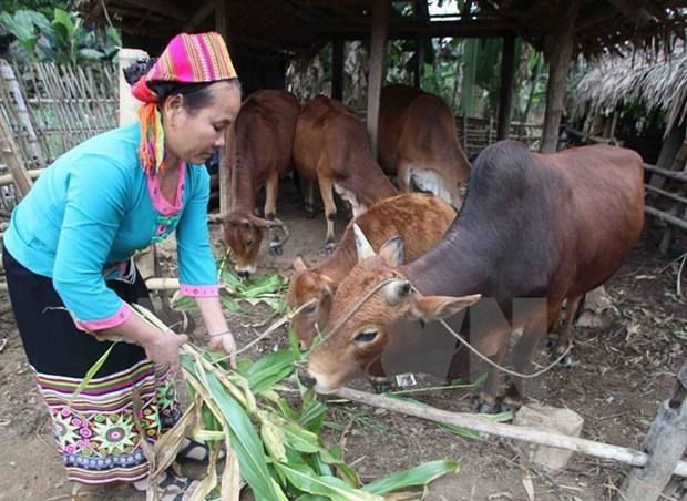 Ảnh minh họa. (Nguồn: TTXVN)