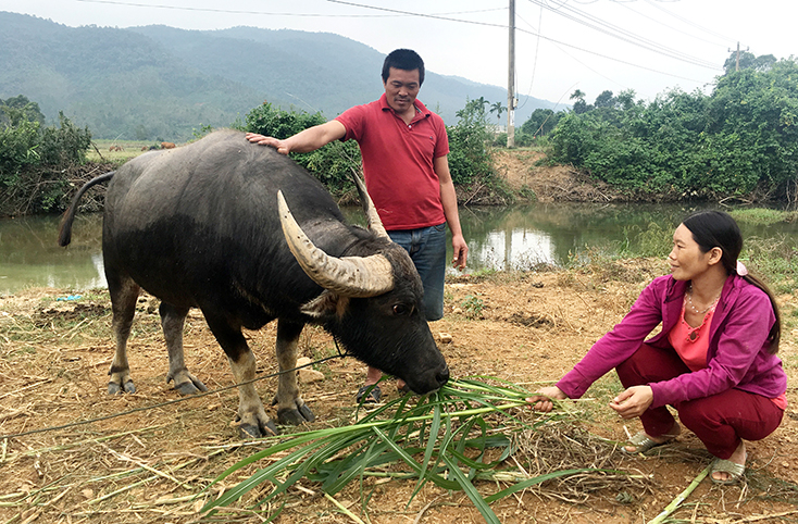 Nhờ nguồn vốn tín dụng chính sách, người dân mạnh dạn chăn nuôi, phát triển sản xuất, thoát nghèo bền vững.