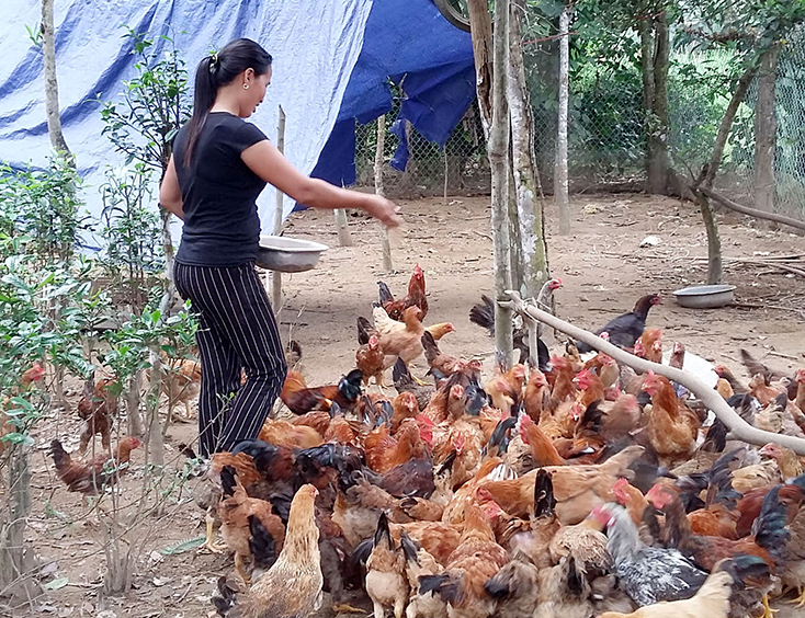 Một số trang trại tổng hợp ở Bố Trạch vừa trồng trọt vừa chăn nuôi cơ bản phát triển ổn định.  