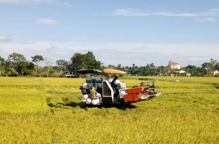 Nông dân toàn tỉnh tích cực thu hoạch lúa hè-thu.