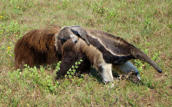 Thú ăn kiến khổng lồ khu vực Amazon - Ảnh: WWF