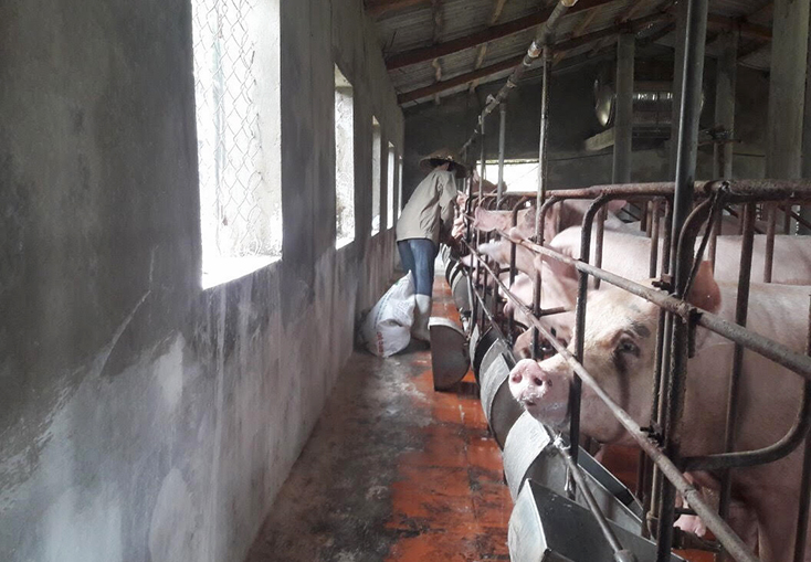 Mô hình kinh tế chăn nuôi tổng hợp của anh Hoàng Thái Chủ và chị Võ Thị Lan mang lại hiệu quả kinh tế cao.