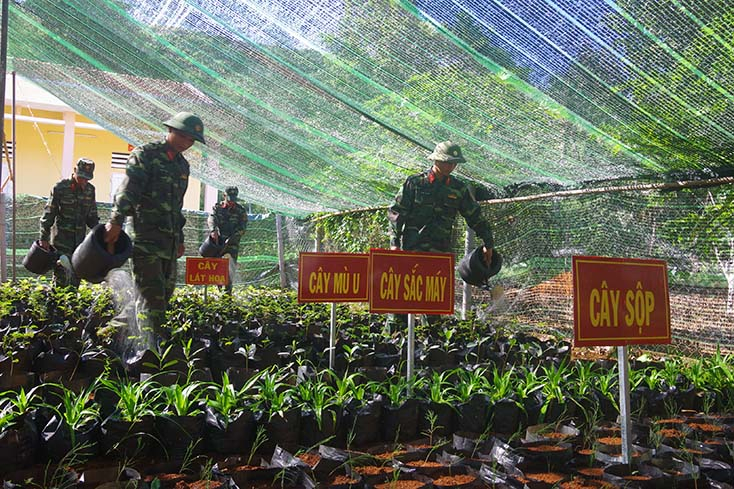 Vườn ươm cây giống của các cán bộ, chiến sỹ huyện đảo Lý Sơn.