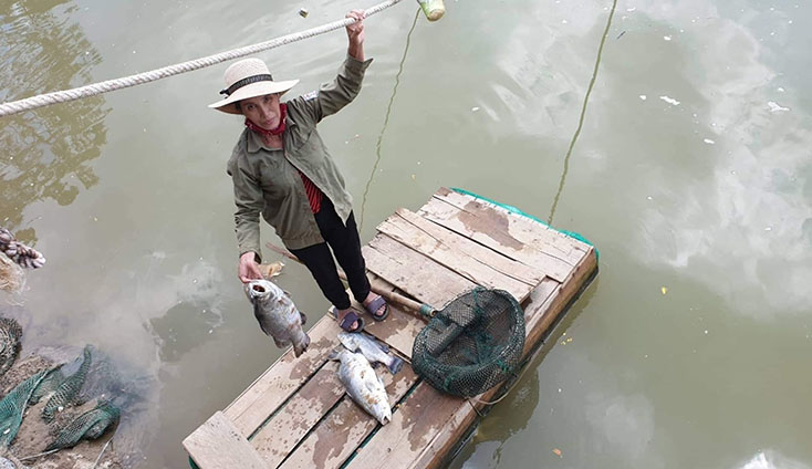  Chị Nguyễn Thị Yến, thôn Thái Hòa, xã Quảng Minh đang thu dọn số cá chết trong lồng cá của gia đình.