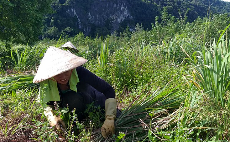 Nông dân Trường Xuân thu hoạch sả nguyên liệu.