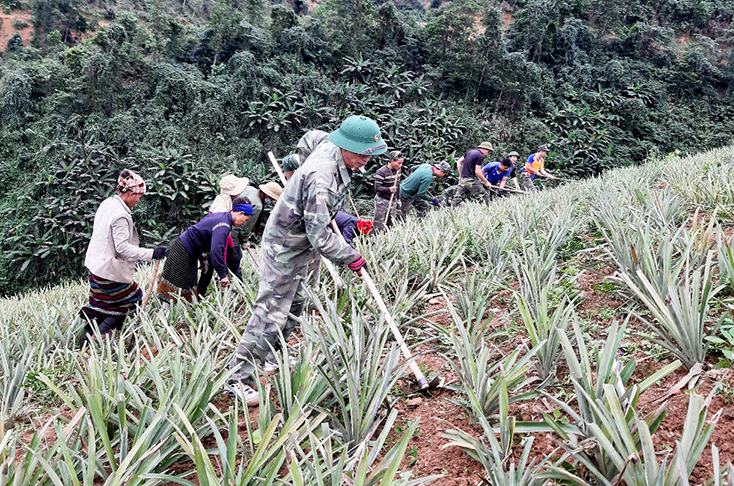 Cán bộ, chiến sỹ Đồn Biên phòng Làng Mô giúp bà con bản Chân Trôộng, xã Trường Sơn chăm sóc vườn dứa.