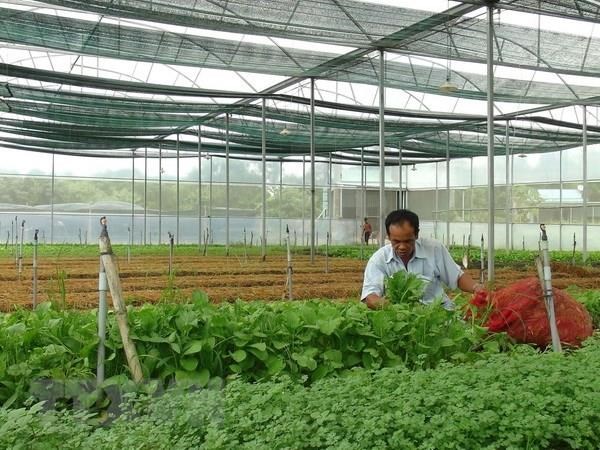 Sản xuất rau sạch trong nhà kính tại khu nông nghiệp công nghệ cao ở thị xã Ninh Hòa, Khánh Hòa. (Ảnh: Nguyên Lý/TTXVN)