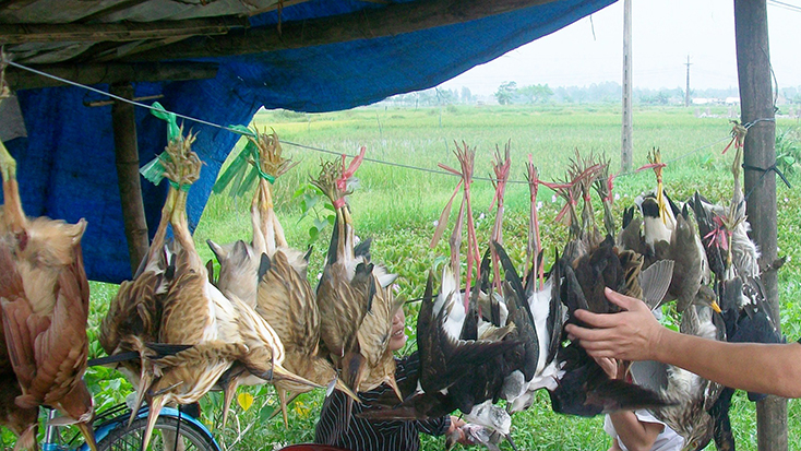 Chim trời được bày bán công khai. 