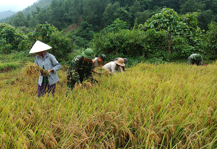 Trên những cánh đồng lúa Ka Ai, đồng bào Mày và chiến sỹ Biên phòng hồ hởi thu hoạch lúa.
