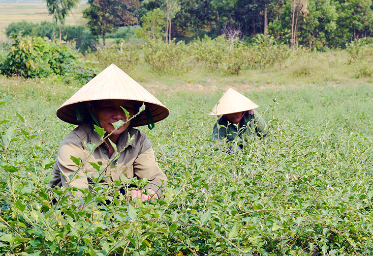 Cây cà gai leo phù hợp với điều kiện thổ nhưỡng nơi vùng đồi khô cằn, thích ứng với biến đổi khí hậu, là hướng đi mới cho người dân phía Tây huyện Bố Trạch. 