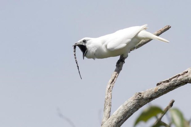  (Nguồn: nationalgeographic.com)