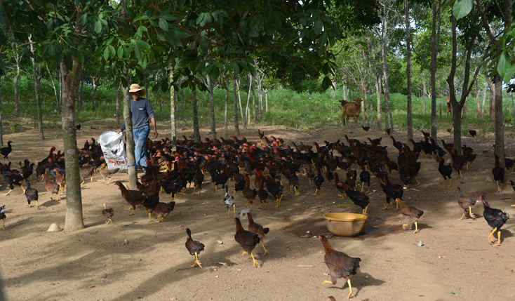Một số trang trại chăn nuôi trên địa bàn chưa tập trung, quy mô còn nhỏ