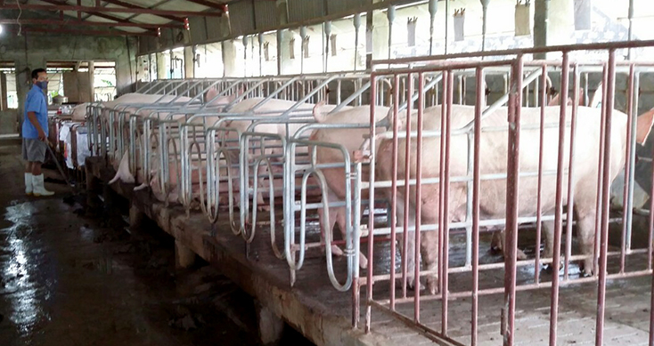 Trang trại chăn nuôi tổng hợp của ông Võ Văn Dương mang lại thu nhập ổn định, tạo việc làm cho lao động địa phương.