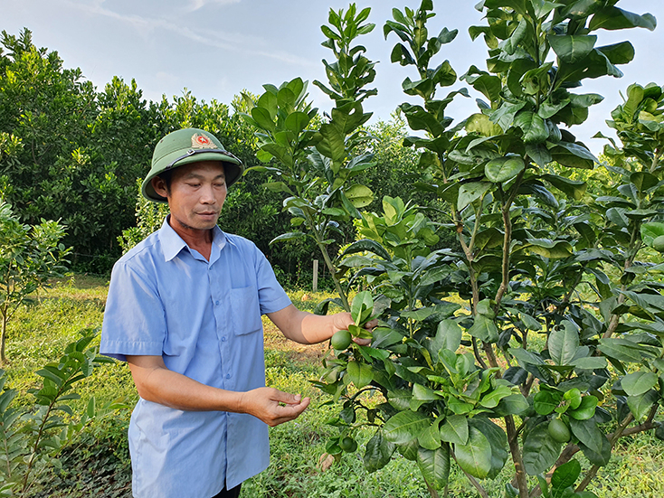 Vườn cây ăn quả của anh Võ Văn Nam hứa hẹn sẽ cho mùa bội thu. 