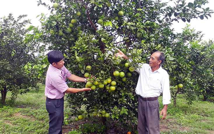 Ông Bế Văn Mai vui mừng bởi “đất đã không phụ công người”, cho mùa cam ngọt. 