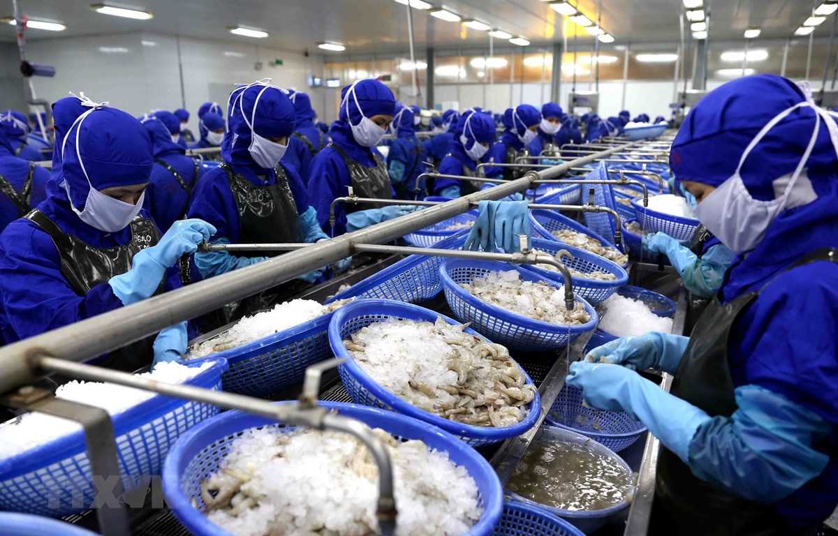 Chế biến tôm đông lạnh xuất khẩu của Công ty Cổ phần Chế biến thủy sản xuất khẩu Thuận Phước. (Ảnh: Vũ Sinh/TTXVN)