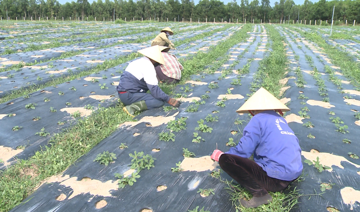 Bố Trạch đã chuyển đổi được 1.000 ha cây cao su sang trồng các loại, như: tiêu, sắn, dược liệu và cây ăn quả
