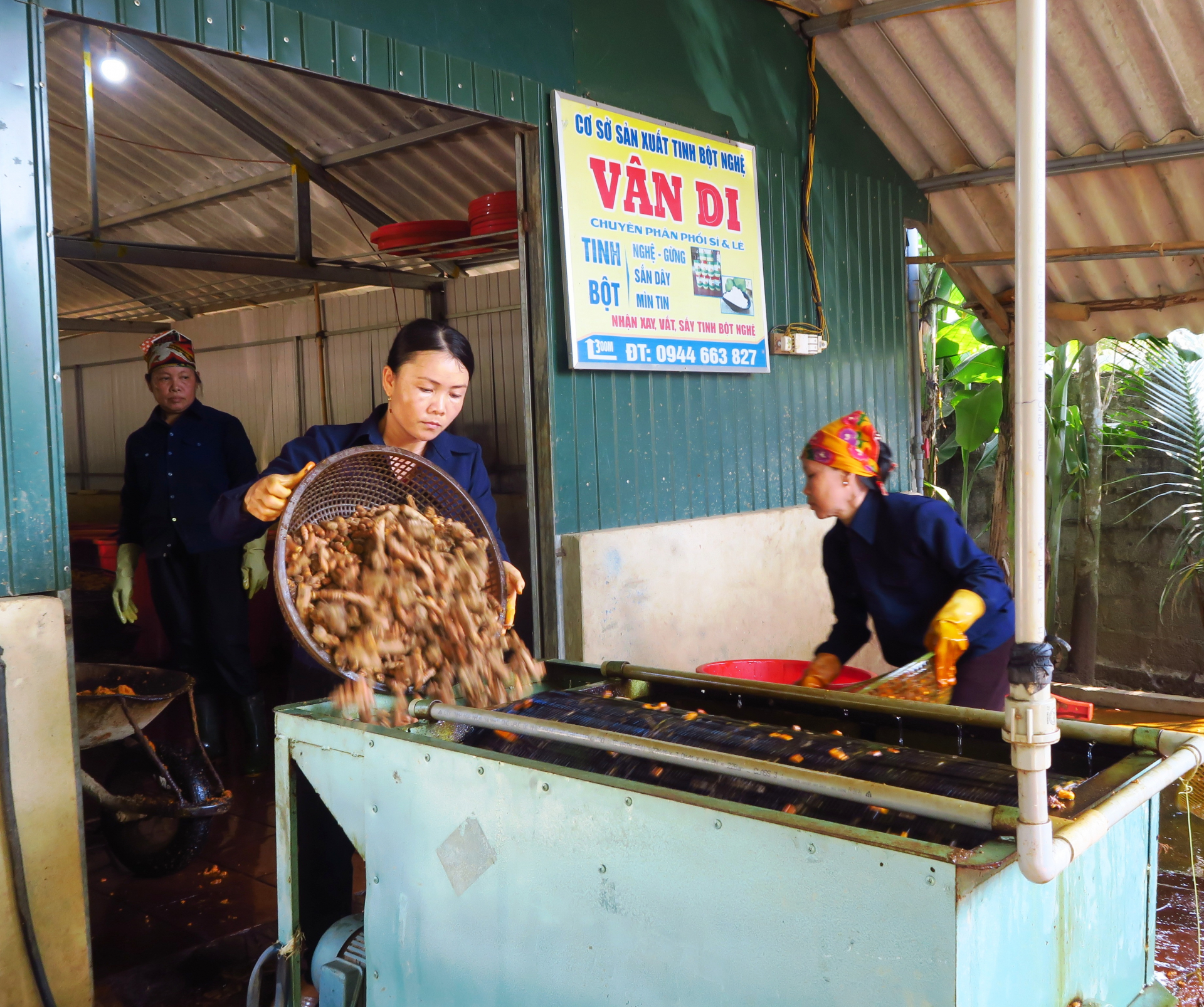 Chế biến tinh bột nghệ tại Cơ sở sản xuất tinh bột nghệ ở HTX Xuân Mai, xã Mai Thủy.