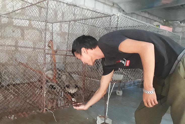 Mô hình nuôi chồn hương cho thu nhập cao của một hộ dân ở xã Hóa Hợp. 
