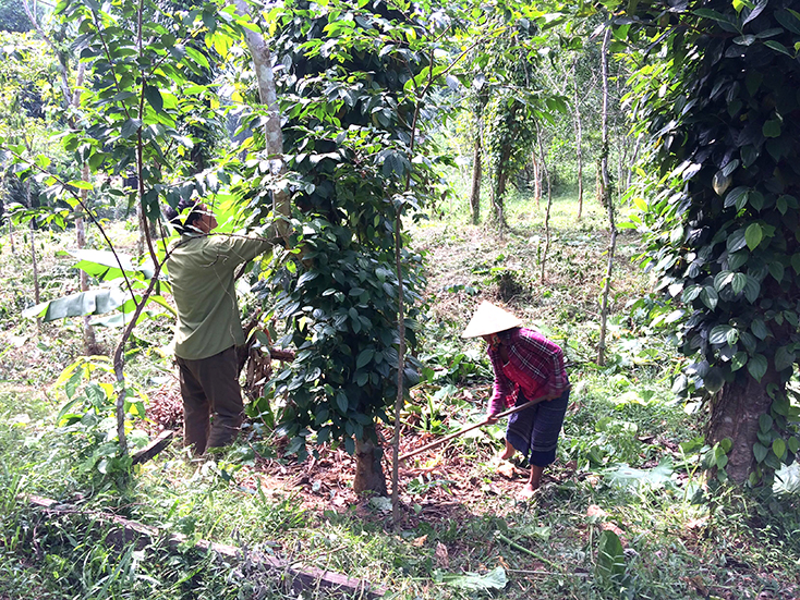 Chuyển đổi cơ cấu cây trồng hiệu quả góp phần giúp người dân Quảng Ninh nâng cao thu nhập. 