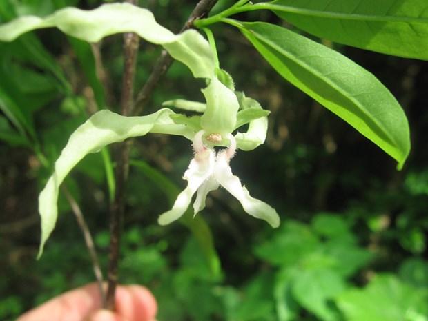 Một loài thực vật có nguy cơ tuyệt chủng cực kỳ cao ở Tanzania. (Nguồn: mongabay.com)