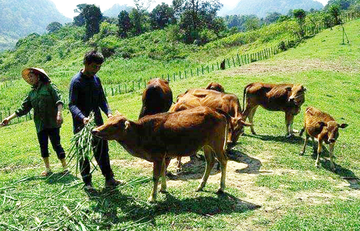 Nhờ phát triển chăn nuôi bò, hàng nghìn hộ dân Minh Hóa đã thoát nghèo. 