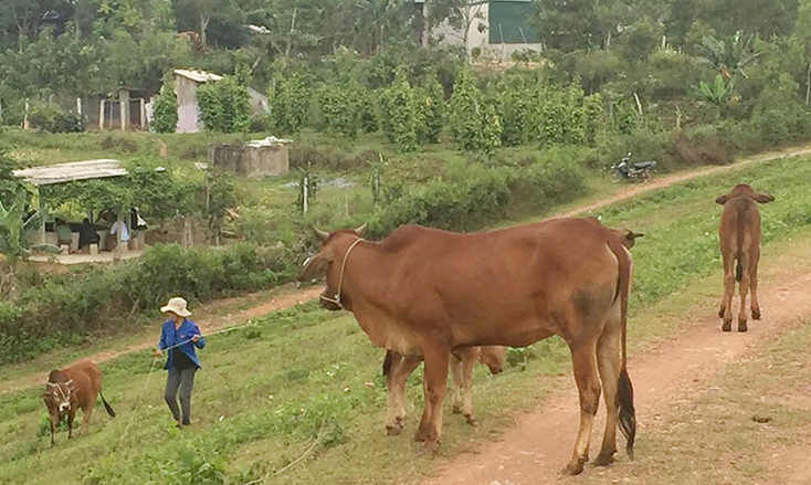UBND tỉnh chỉ đạo, các địa phương triển khai quyết liệt, đồng bộ các giải pháp phòng chống dịch bệnh gia súc, gia cầm trên địa bàn. Ảnh: A.T